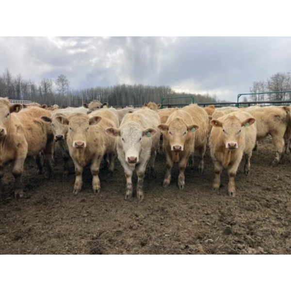 Jeff & Jenise Robertson - 985# April/May Delivery Steers - 63 Head (Gainford, AB)