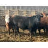 Image 10 : Hawk Ranching - 990# April Delivery Steers - 174 Head (Nanton, AB)