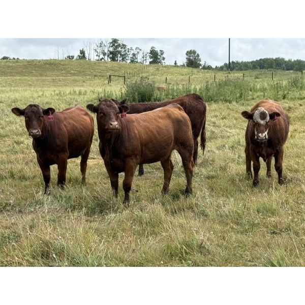 Jason & Robin Hanna - 875# October Delivery Grass Heifers - 155 Head (Diamond Valley, AB)
