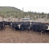 Image 6 : Frolek Cattle Co. - 635# March/April Delivery Heifers - 150 Head (Knutsford, BC)