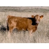 Image 3 : Holst Farms Ltd. - 600# October Delivery Steer Calves - 30 Head (Hays, AB)