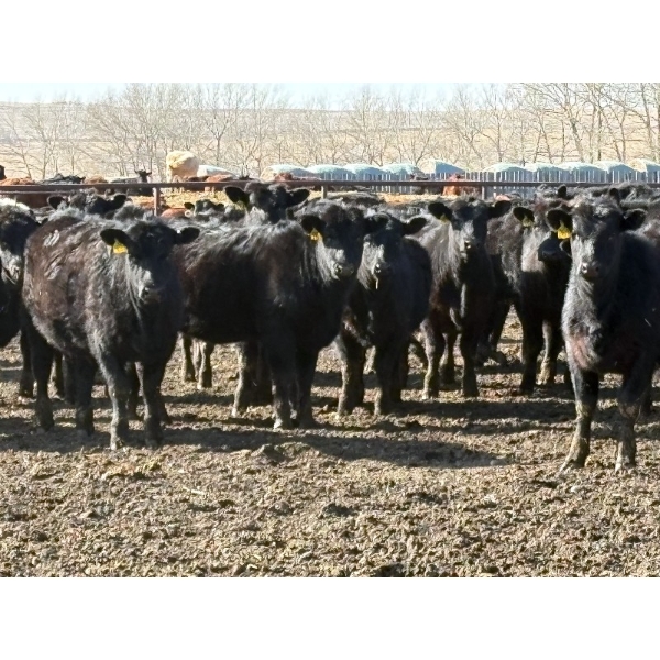 Lobo Ranching - 746# March Delivery Heifers - 80 Head (Madden, AB)