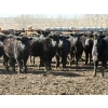 Image 1 : Lobo Ranching - 746# March Delivery Heifers - 80 Head (Madden, AB)