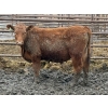 Image 4 : Jason Szymanek - 780# April Delivery Steers - 78 Head (Stauffer, AB)