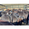 Image 4 : Willow Ranch/Keith & Shelley Ogilvie - 650# October Delivery Steer Calves - 90 Head (Kamloops, BC)