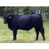 Image 2 : K6 Farms - 900# September Grass Steers - 210 Head (Winfield, AB)