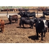 Image 6 : Chipping Hill Cattle Co. - 790# June Delivery Heifers - 65 Head (MacGregor, MB)