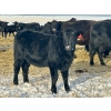 Image 15 : Bruce & Heather Clayton - 580# December Delivery Heifer Calves - 105 Head (Strathmore, AB)
