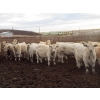 Image 4 : Cluny Colony - 815# October Delivery Weaned Steers - 70 Head (Cluny, AB)