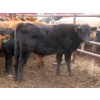 Image 5 : Thackeray Land & Cattle Inc. - 590# November Delivery Steer Calves - 55 Head (Goodwater, SK)