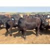 Image 5 : Babcock Livestock - 890# August Delivery Heifers - 114 Head (Consort, AB)