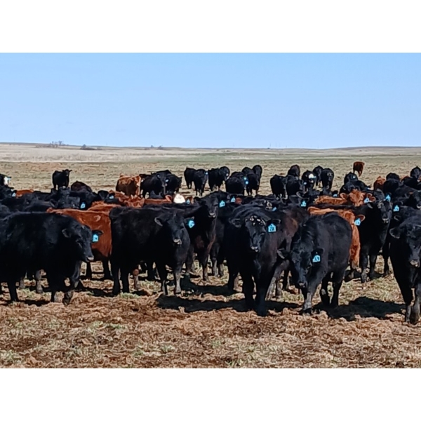 JT Cholin Farms - 800# September Delivery Grass Steers - 75 Head (Biggar, SK)