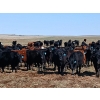 22  JT Cholin Farms  800 September Delivery Grass Steers  75 Head (Biggar, SK)