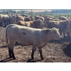 Image 3 : Turtleview Livestock - 870# September Delivery Grass Heifers - 70 Head (Goodlands, MB) VBP+