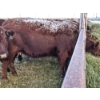 Image 7 : Westwick Ranching - 4 Red 2nd Calvers (Pen 511)