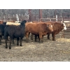 Image 8 : Turtleview Livestock - 950# May Delivery Steers - 62 Head (Goodlands, MB)