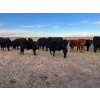 Image 11 : EJB Ranch - 540# November Delivery Steer Calves - 80 Head (Maple Creek, SK)