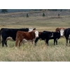Image 3 : 141 Mile Ranch - 525# October Steer Calves - 95 Head (141 Mile House, BC) VBP+