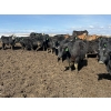 Image 2 : Lamb Cattle Co. - 1025# September Delivery Grass Steers - 600 Head (Drake, SK)