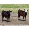 Image 7 : Raymore Farming Co. - 490# October Delivery Heifer Calves - 240 Head (Raymore, SK)