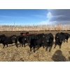 Image 5 : Antelope Butte Ranch - 867# March Delivery Steers - 144 Head (Lundbrek, AB) VBP+