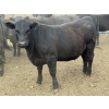 Image 3 : Lake Thelma Farms  - 23 Black Replacement Heifers (Coronation, AB)
