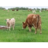 Image 3 : 6 S Feeders Inc. - 580# November Delivery Weaned Steers - 105 Head (Moosomin, SK)