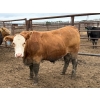 Image 5 : Birch Island Land & Cattle - 1050# June/July Delivery Steers - 114 Head (Rhein, SK)