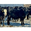 Image 9 : East Hilltop Holdings - 700# January Weaned Heifers - 80 Head (Carstairs, AB)
