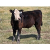 Image 4 : Tri Star Cattle - 580# October Delivery Steer Calves - 55 Head (Halkirk, AB)