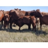 Image 7 : Johnston Ranches - 690# October Delivery Steer Calves - 80 Head (Cereal, AB)