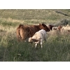 Image 8 : Lindy Greig - 475# October Heifer Calves - 55 Head (Nanton, AB)