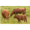Image 7 : FA7 Ranch - 630# October Delivery Steer Calves - 100 Head (Piapot, SK)