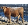 Image 12 : Williamson Farms - 767# February Delivery Heifers - 81 Head (Lomond, AB)
