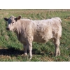 Image 5 : Johnson Livestock - 670# December Weaned Heifers - 90 Head (Peebles, SK) VBP+