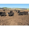 Image 4 : 6U Cattle Company - 1010# June Delivery Steers - 62 Head (Manning, AB) VBP+