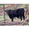 Beaver Ranch - 540# October Delivery Steer Calves - 220 Head (Quilchena, BC)