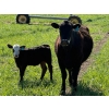 Image 11 : Sherwyn Torkelson - 10 Black/BBF 1st Calf Pairs (Patricia, AB)