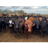 Image 4 : Kelsey Porter Inc. - 725# May Delivery Heifers - 81 Head (Burdett, AB)