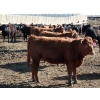 Image 4 : NorthBend Cattle Corp.  - 12 Red Replacement Heifers (Scandia, AB)