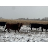 Image 10 : Long Haul Farms - 40 Exotic X April/May Calving Bred Cows (Steinbach, MB)