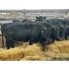 Image 2 : Rosgen Ranches - 10 Heifers (Pen 510)