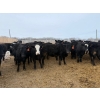 Image 3 : Belle Creek Stock Farms - 765# March Delivery Heifers - 160 Head (Belleview, MB)