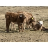 Image 7 : Bar 33 Ranch - 600# October Delivery Heifer Calves - 105 Head (Strathmore, AB)
