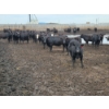 Image 6 : Ripple Rock Ranch - 730# August Delivery Heifers - 125 Head (Fincastle, AB)
