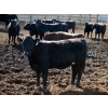 Image 5 : NorthBend Cattle Corp. - 32 Black Replacement Heifers (Scandia, AB)