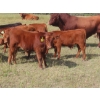 Image 4 : Hebert Livestock Ventures - 760# February Delivery Weaned Steers - 240 Head (Wawota, SK) VBP+