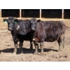 Image 2 : Leib Farm & Ranch Ltd. - 15 Black Angus/Black Angus X Bred Cows (Southey, SK)