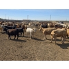 Image 6 : Driland Feeders - 910# June Delivery Heifers - 270 Head (Burdett, AB)