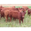 Image 11 : Mebs Ranch - 675# Steer Calves - 115 Head (Broadview, SK) VBP+